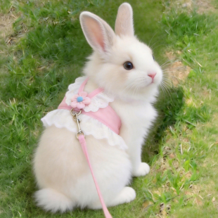 兔子牵引绳JK裙防挣脱小兔子专用防咬遛兔绳侏儒兔荷兰猪宠物用品