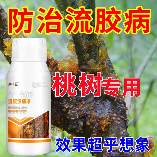 流胶病专用药桃树流胶穿孔