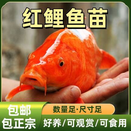 兴国红鲤鱼苗可食用可观赏淡水鱼塘养殖红鲤鱼苗大品种荷包红鲤鱼