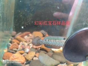 进口阿萨姆蓝帆奶茶雷龙鱼酒红七彩火背血斑一型雷龙鱼观赏鱼巴卡