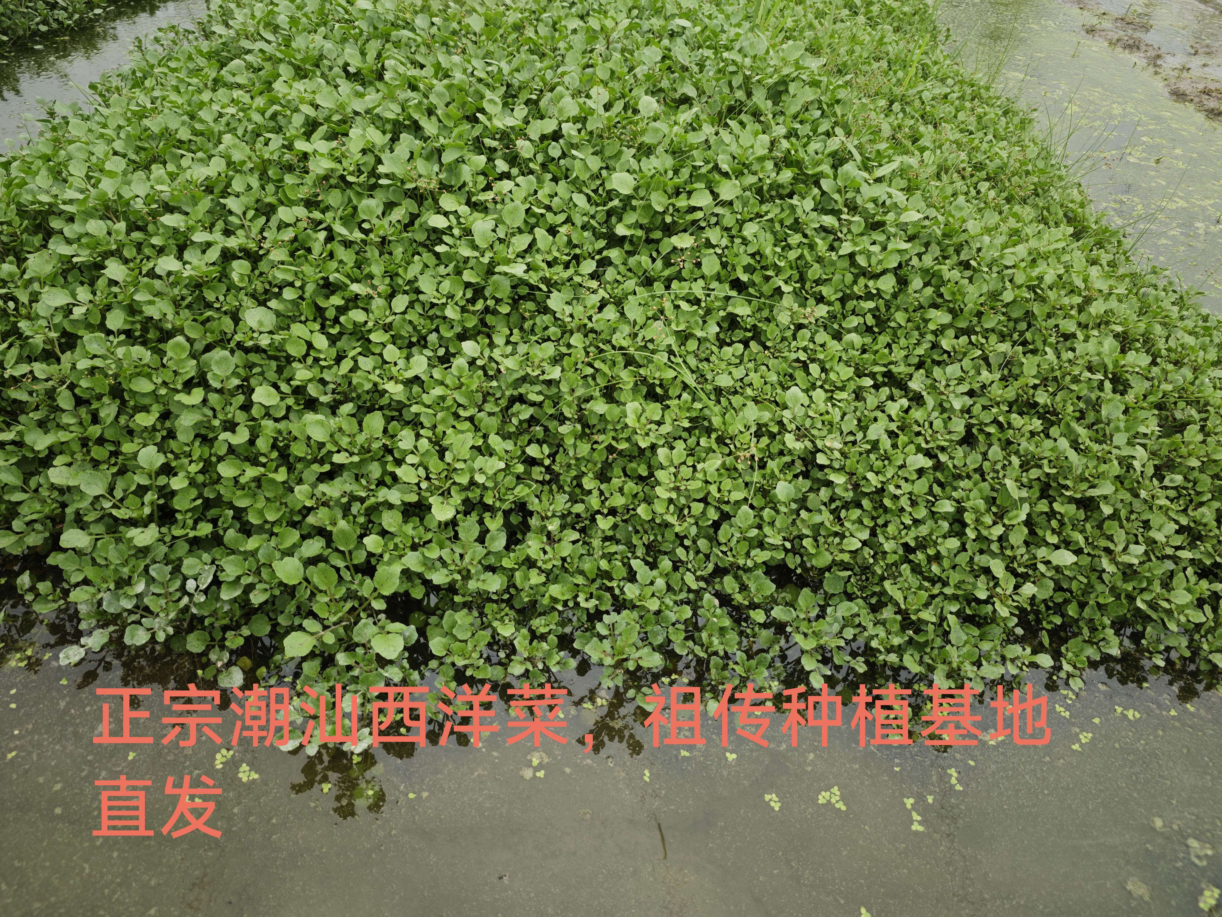 新鲜西洋菜豆瓣菜种植苗农家自种绿色菜种植老根生态种植现割包邮