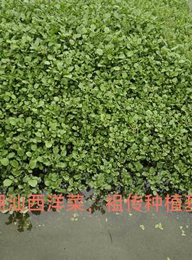 新鲜西洋菜豆瓣菜种植苗农家自种绿色菜种植老根生态种植现割包邮