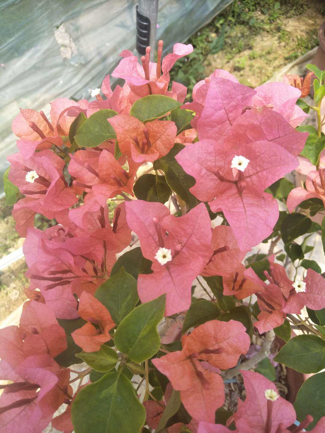 泽福花木 暗斑夕阳红三角梅盆苗