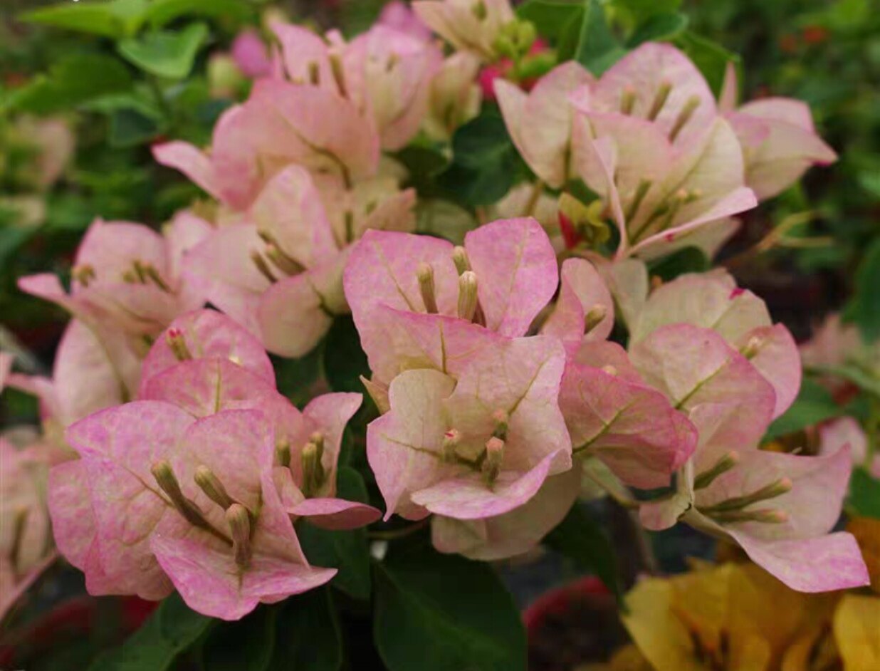 绿叶五宝三角梅牙签袋苗