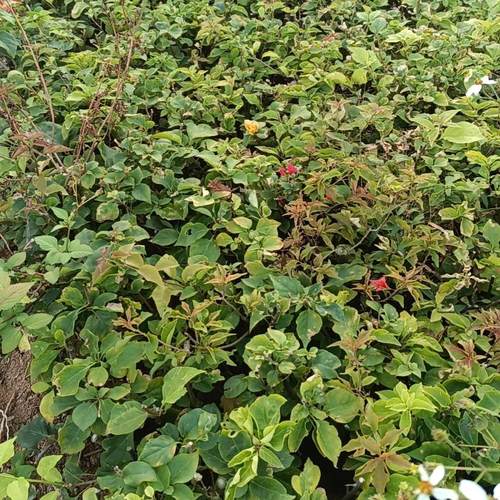 新手尝试特价袋苗不包后期养活