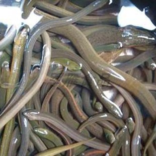 顺丰发货鲜活黄鳝新鲜鲜活鳝鱼1斤 生态鱼类鳝鱼苗 大小可选活体