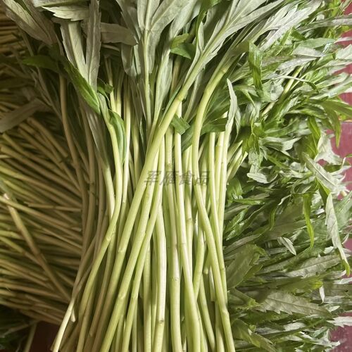 新鲜现摘带叶泥蒿荷于鲜顺丰包邮