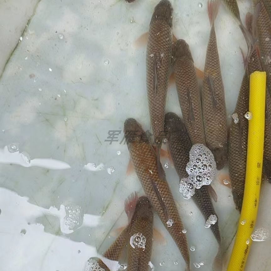 新鲜银鱼马浪鱼淡水鱼 饲养红眼睛鱼 现杀现发