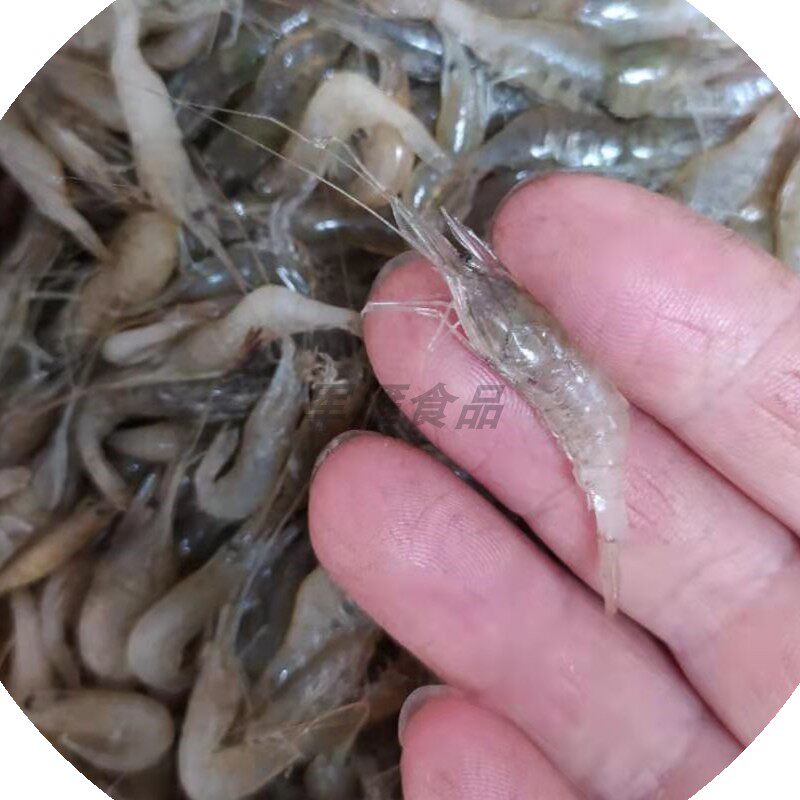 小河虾鲜活小白虾新鲜青虾明虾1斤小号约2公分左右食用活虾速冻