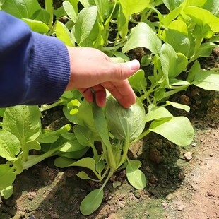 上海青新鲜农家蔬菜小青菜小油菜湖南矮脚青仔供港青苗软糯清甜