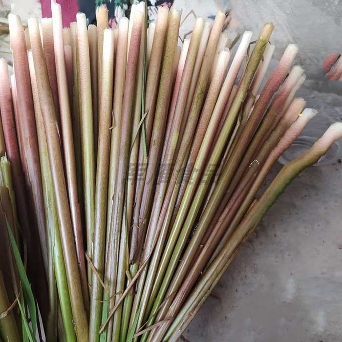 洪湖野生带壳蒲菜1斤 新鲜带壳篙菜浦儿高菜蒲笋野生茭白草心