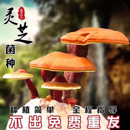 绿植活体观赏食用阳台多肉盆栽