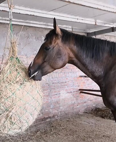 草料兜喂马袋干草袋草网兜马饲料袋子马房用品马术马具用品马袋子