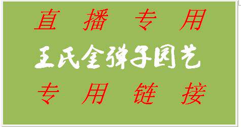 金弹子直播专用链接，金弹子熟桩，生桩，嫁接品种，原生母桩在类目 鲜花速递/花卉仿真/绿植园艺, 花卉/绿植盆栽（新）, 大型绿植/成品组合盆栽中 - 来自Buy2taobao.com提供专业的淘宝代购服务