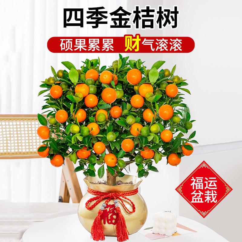 四季金桔树苗盆栽可食用带果小橘子树年宵花卉春节招财盆景好养活