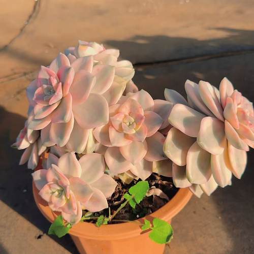 【紫乐锦】多肉植物 绿植盆栽