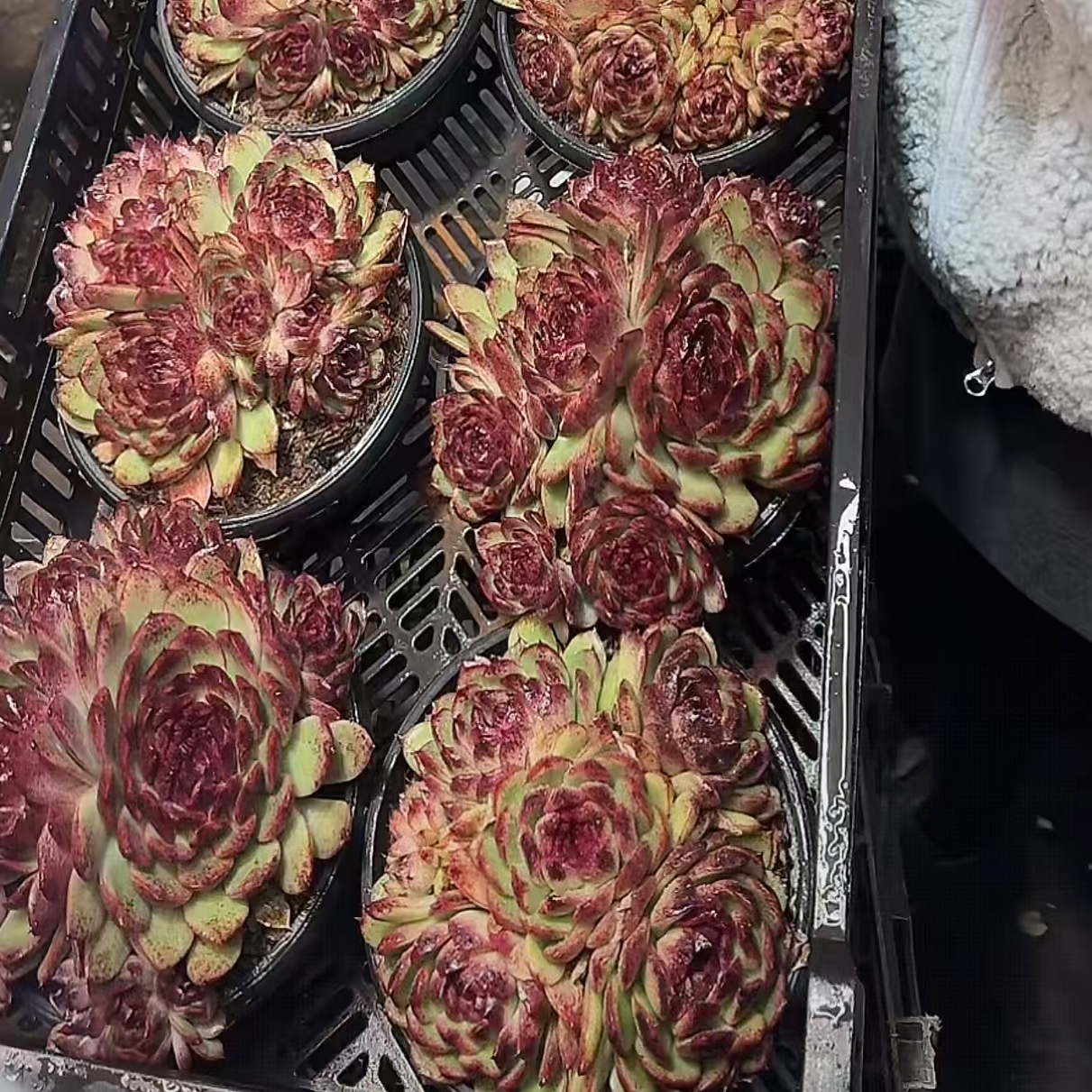 【黑玫瑰】 多肉植物 绿植盆栽