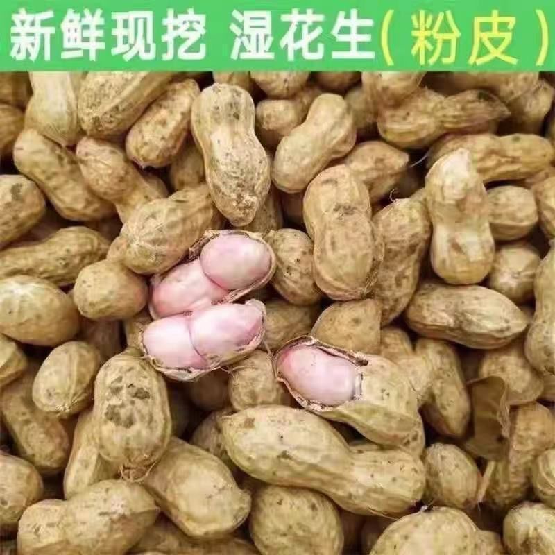 江西永丰新鲜现挖湿花生带壳生花生现挖当季水煮生吃农家粉皮花生