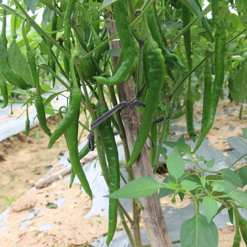 江西永丰新鲜老品种本地辣椒青辣椒现摘现发农家肥露天种植包邮