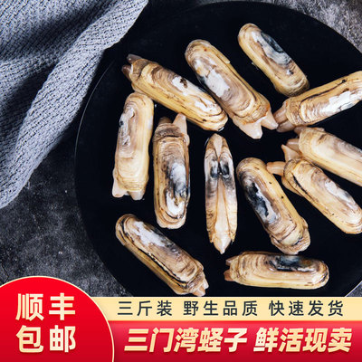 海鲜水产竹节三门带泥大个贝类