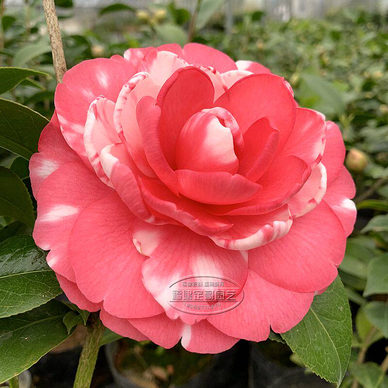 花鹤翎茶花华东十大名茶室内外阳台庭院四季绿植花卉盆景包邮