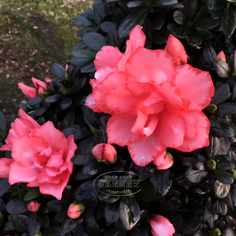 杜鹃花盆栽花卉四季开花常年观花植物室内外阳台客厅庭院盆景包邮