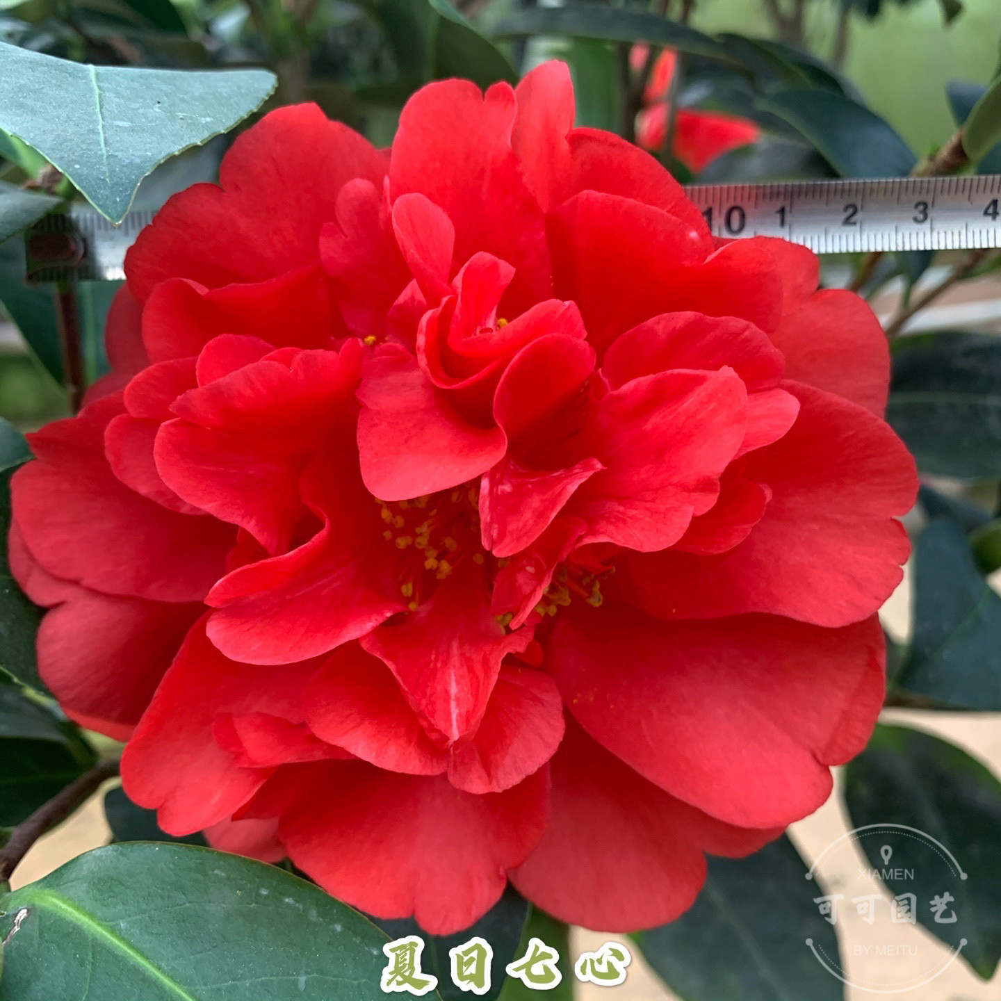 四季茶花夏日七心大红花常年开花植物盆景庭院阳台客厅绿植包邮