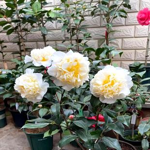 黄绣球山茶花黄色花止咳止喘取样探头星河