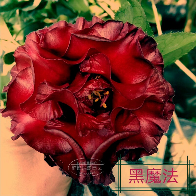 黑魔法茶花大黑红色蜡质感室内外花卉盆栽四季绿植盆景植物包邮