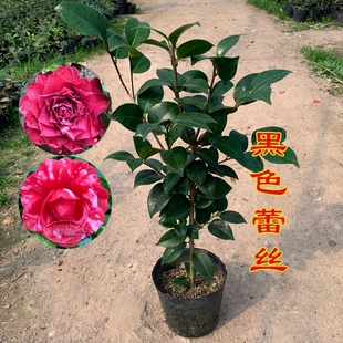 福建品种茶花一树多色室内盆栽花卉四季绿植阳台庭院植物盆景包邮