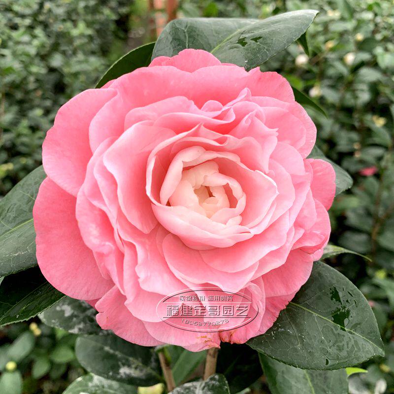 牛西奥雕石美人艳茶花盆栽绿植室内花卉四季常青庭院客厅盆景包邮