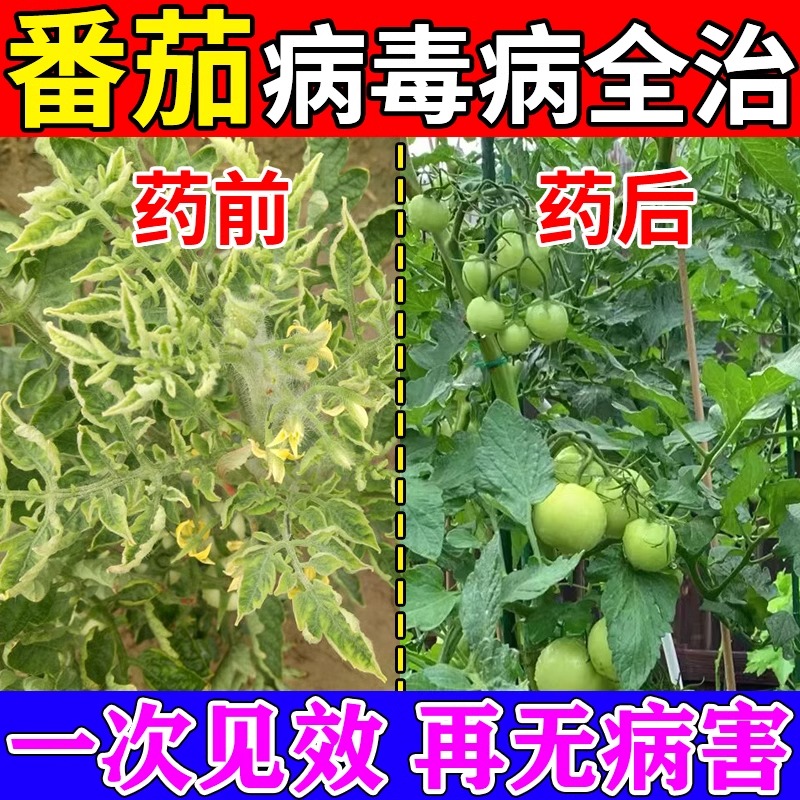 番茄病毒病专用药西红柿卷叶病菌清菌脐腐病黄叶枯叶斑灰霉病杀菌