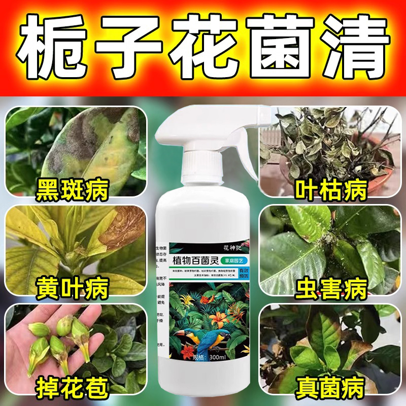 栀子花枯叶黄叶掉苞专用肥营养液焦尖黑斑不开花防治叶子发黄病害