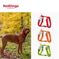 澳洲RedDingo瑞鼎狗胸背带尼龙牵引绳小中大型犬金毛柯基法斗项圈