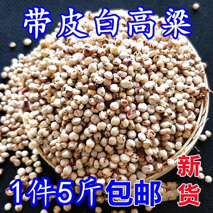 2024新高粱白高粱去壳带皮白高粱米鸟食鸽子粮食鹦鹉仓鼠饲料