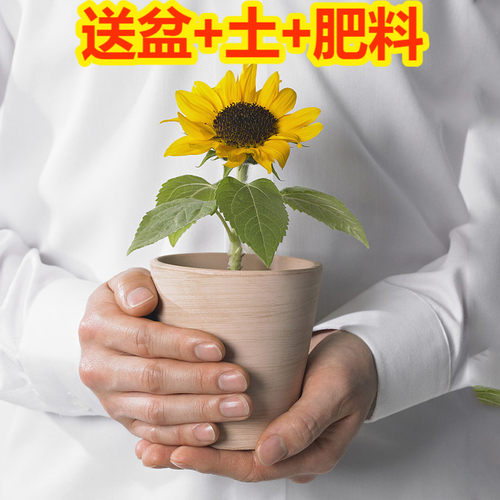 向日葵子价格 向日葵子图片 星期三