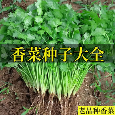 四季香菜种子大叶香菜老品种蔬菜