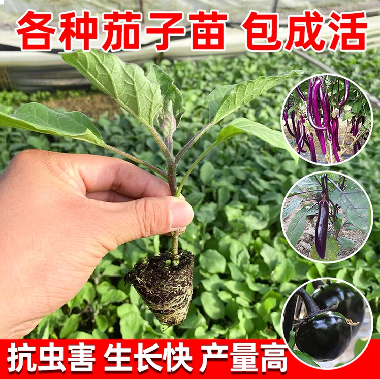 茄子苗蔬菜苗秧苗春季紫长茄青茄子苗白茄子四季辣椒西红柿盆栽苗