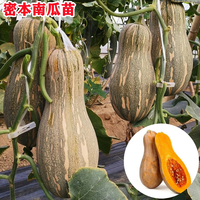 密本南瓜绿贝贝南瓜板栗味蔬菜苗