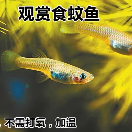 胎生食蚊鱼 大肚鱼 吃蚊虫幼虫 耐低温耐高温不需打氧观赏鱼