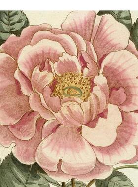 【预售】约翰德里安画集II英文艺术艺术家艺术工作室进口原版书精装14岁以上John Derian Picture Book II John Derian Artisan