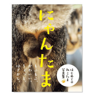猫咪的蛋蛋/亲亲猫 蹭蹭猫 抱抱猫 猫咪趣味写真集/东京一番街的猫可拍多册 日文*影作品集进口原版书にゃんたま 芳澤 ル