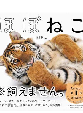 【预售】大猫写真集日文摄影作品集进口原版书平装14岁以上ほぼねこ RIKU 辰巳出版