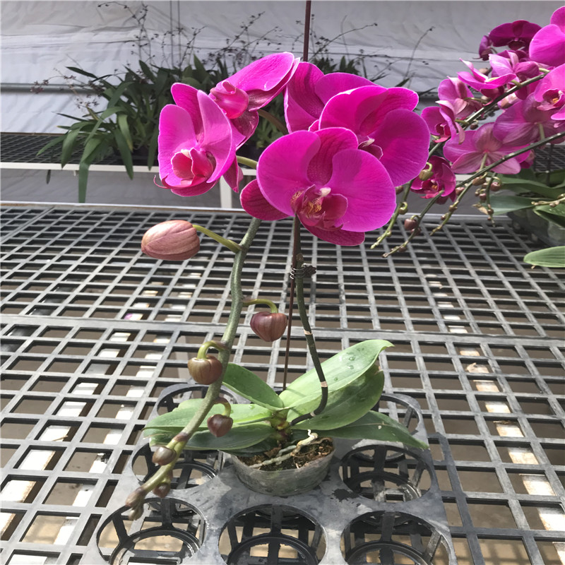 红色大蝴蝶兰大辣椒蝴蝶兰