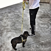 狗狗胸背带潮牌牵引绳雪纳瑞潮泰迪比熊法斗犬项圈牵引绳宠物用品