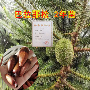 【2年苗】巴拉那松树苗云南正宗巴拉那引进松品种巴拉那松树苗