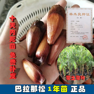 巴拉那松树苗云南正宗巴拉那引进松品种巴拉那松树苗【1年苗】