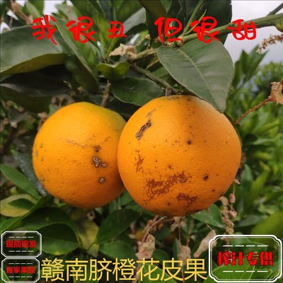 赣南脐橙新鲜水果江西赣州9