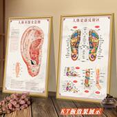 人体耳部全息图手足部反射区挂图经络穴位图墙贴中医养生宣传海报