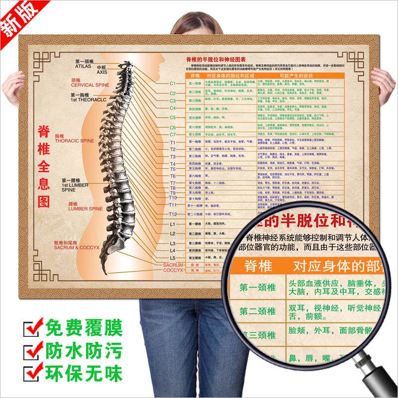 脊柱脊椎全息图挂图肩颈椎腰椎盘突出疼痛推拿中医养生装饰画墙贴